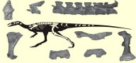 Científicos nacionales revelan nuevas especies de dinosaurios halladas en Venezuela