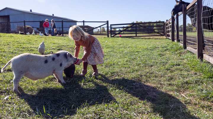 Meet bovine, horses, foxes during weekly Cows and Coffee at Asam Acres