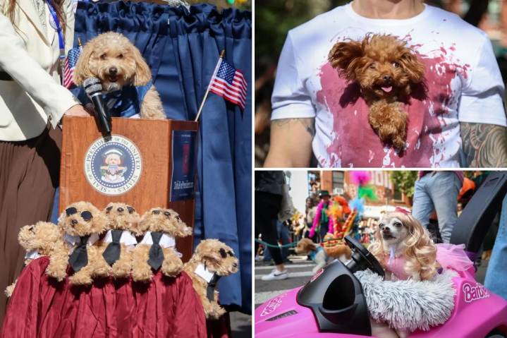 Costumed canines strut stuff at NYC's Halloween Dog Parade