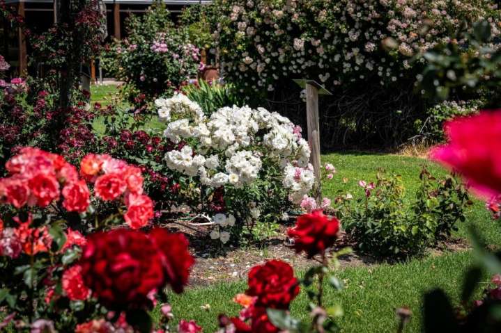 What to do in SA this weekend - SALIFE | InDaily, Inside South Australia
