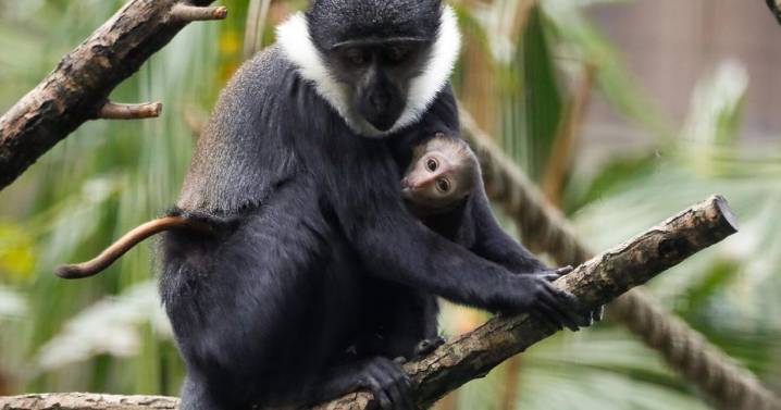 Adorable rare baby monkey born at zoo