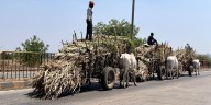 Gujarat’s sugar mills pave the way to plastic-free South India; Kerala’s ‘Bakwa’ tells the story