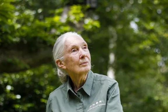 Falleció Jane Goodall, la científica que dejó huella en Misiones y en el mundo