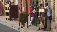 Festejos taurinos en Pedrola por las Fiestas del Pilar: horarios de los encierros y toros de ronda