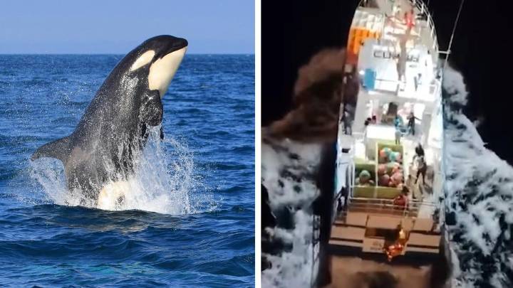 Killer whales: Young family rescued after pod of orcas attack their yacht off coast of Portugal