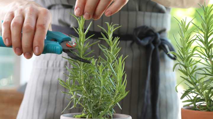 11 Herbs To Avoid Pruning In The Fall (And What To Do Instead)