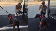 Georgia Shelter Dog Facing Euthanasia Gets His Miracle Just In Time
