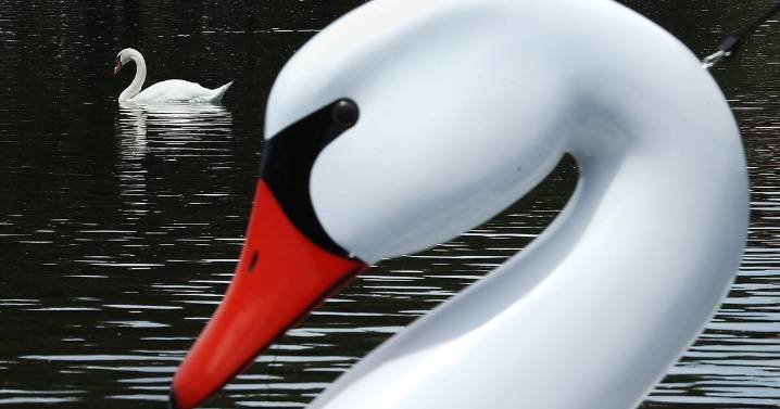 'Destructive' swans in the crosshairs as California allows hunting