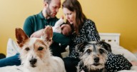 22 paws-itive parenting tips to help your dog bond with a new baby