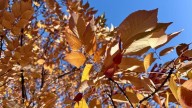 Why fall colors may fade faster than usual in Washington this year