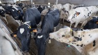 La sanidad animal, principal preocupación de los ganaderos en la Costa da Morte