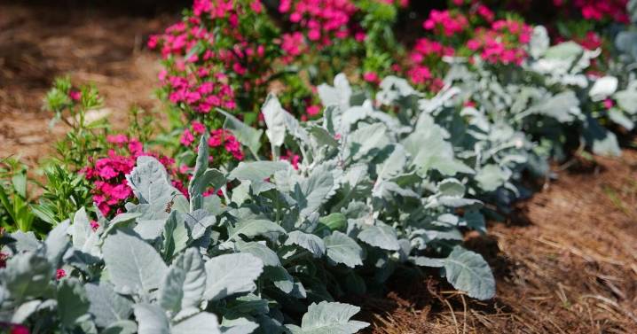 Dusty Miller: Why it's a Louisiana Super Plant and the time is now to add it to your yard