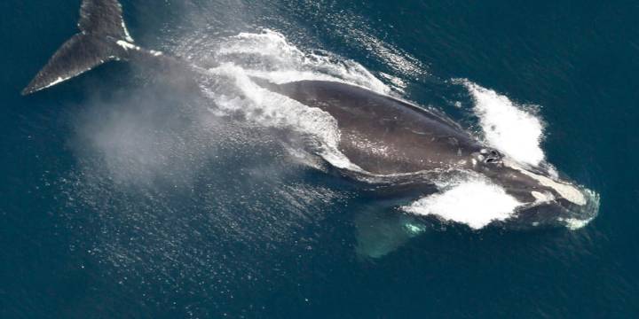 Official population estimate released for critically endangered North Atlantic Right Whale