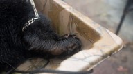 Almost 400 bears killed in first half of NJ hunt. What's next?