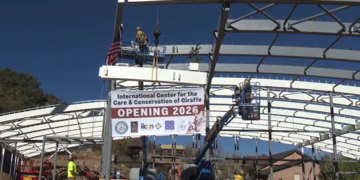 Final beam installed in new Cheyenne Mountain Zoo giraffe habitat