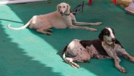 First time training of Indian dog breeds for heli-borne commando ops, river rafting