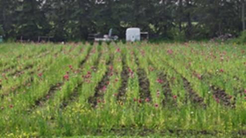 60,000 opium poppy plants seized in northeast Edmonton