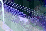 Un puma de gran porte fue captado a escasos metros de una casa