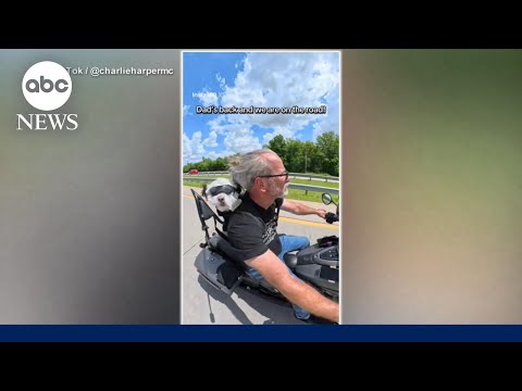Rescue dogs go from being close to death to getting the ultimate ride