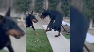 California Man's Video Of His Dogs Playing Uncovers Unexpectedly Comedic Scene