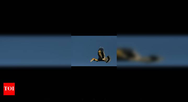 Hornbill Conservation Initiative Launched in Tamil Nadu to Combat Habitat Loss