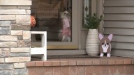 Schaumburg Chihuahua named Frannie, best friend Dan the mailman inspire book, $20K donation to Almost Home Foundation
