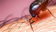 Una plaga de pulgas obliga a cerrar toda la semana una escuela de Alicante