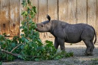 Critically endangered baby black rhino makes its debut at Cleveland zoo