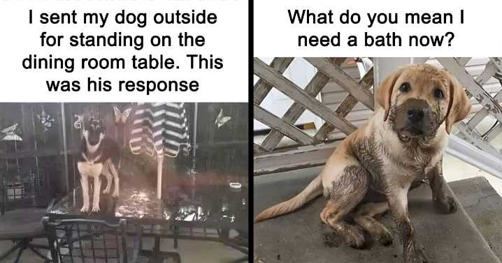 Feel-Good Animal Memes: 43 Reasons To Smile Today