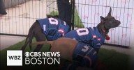 Dozens of dogs adopted at "Pawtriots" tailgate party at Gillette Stadium