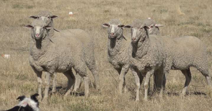 Sheepdog Trials are a sight to see at Trailing of the Sheep Festival