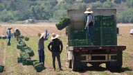 Rollins touts ‘big announcement’ as USDA readies to unfreeze $3B for farmers