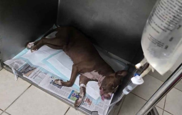 Dan prisión preventiva a hombre que αhҩrςҩ a perrita