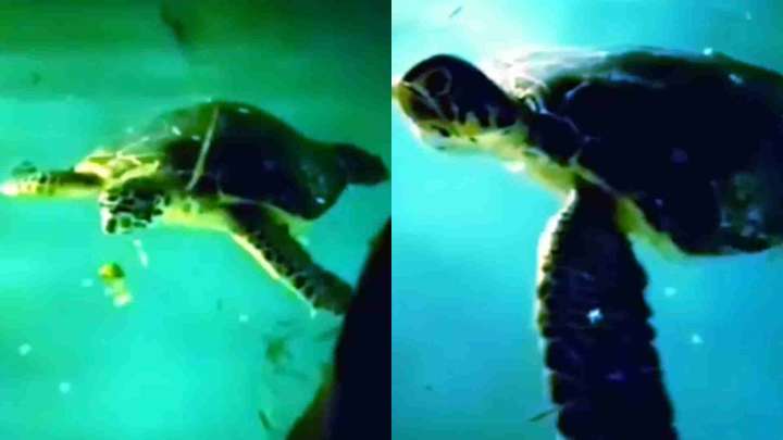 Tortugas Caen a Piscinas en Viviendas de Telchac Puerto, Yucatán; Una de Ellas Murió