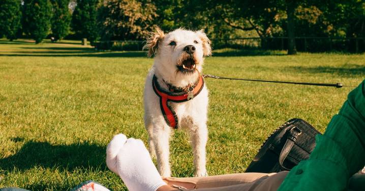 Expert explains different types of dog barks and how a owner can understand