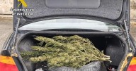 Arrestan a un joven por circular sin carnet, sin seguro, sin ITV y con el maletero lleno de marihuana en Llucmajor