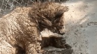 El caso de Mina provoca acciones: autoridades cierran zoológico por maltrato animal