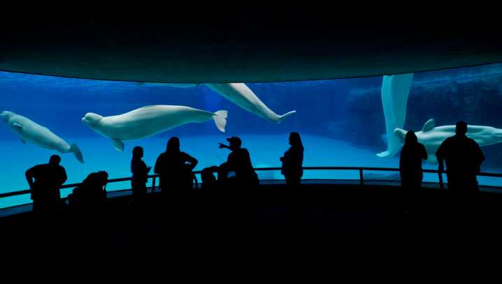 Shuttered Canadian Marine Park Warns It May Euthanize 30 Beluga Whales, Prompting a Global Outcry