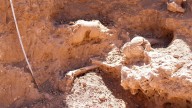 Hallan restos fósiles de un Mylodon en Aconquija, el perezoso gigante del Pleistoceno