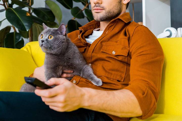 Girlfriend Fears Her Boyfriend Thinks His Cat Is More ‘Important’ Than Her