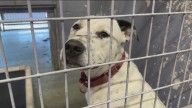 Animal shelter in Kyle launches urgent fundraiser to avoid closure