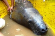 Continúa la preocupación por la caza ilegal de manatíes en el Delta