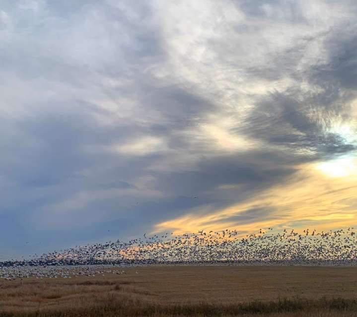The great fall shuffle: Animals on the move in southern Saskatchewan