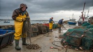 En España son un manjar de dioses: en el Reino Unido, una plaga que ha puesto en jaque a los pescadores