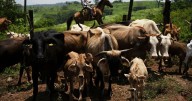 USDA rejects Texas ag department's fly trap to prevent screwworm larvae from infecting cattle