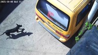 Vecinos de Copiapó denuncian ataques de perros a gatos en pasaje Portal del Inca