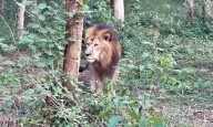 New arrivals bring excitement to Tyavarekoppa Tiger and Lion Sanctuary in Shivamogga