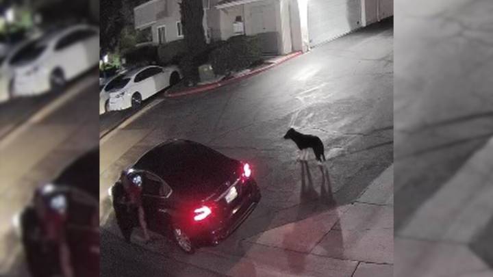 Dog Thrown From Van In California Spends Two Weeks Evading Coyotes, Until Hope Arrives