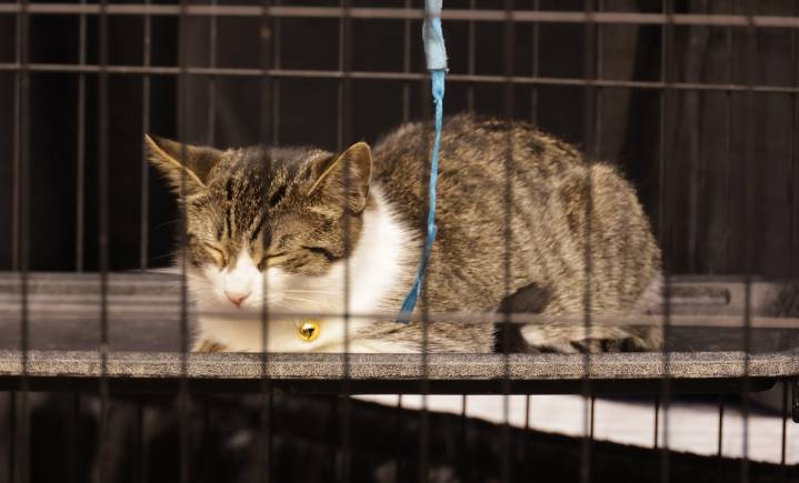 Cats, cat things and cat people this weekend at the I