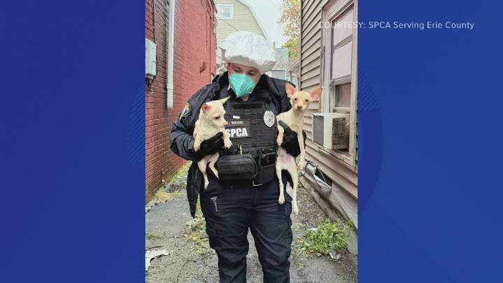 26 dogs rescued from condemned Buffalo home, SPCA says